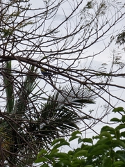 Platycercus adscitus