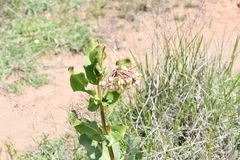 Asclepias glaucescens