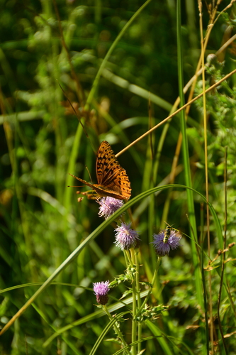 Great Spangled Fritillary