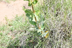 Asclepias glaucescens