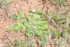 Evolvulus prostratus