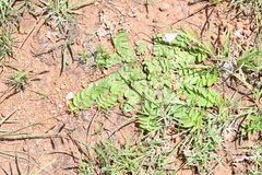 Evolvulus prostratus