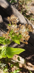 Ageratina herbacea