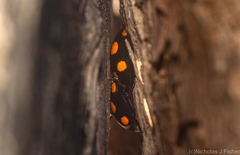 Paropsisterna sexpustulata