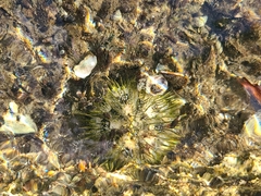 Lytechinus variegatus