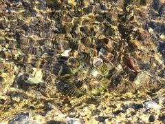 Lytechinus variegatus