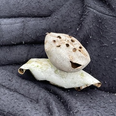 Myriostoma coliforme