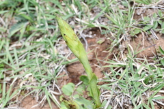 Dichromanthus michuacanus