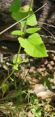 Ageratina herbacea