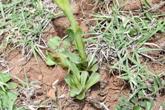 Dichromanthus michuacanus