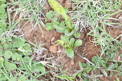 Dichromanthus michuacanus