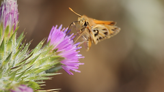 Hylephila fasciolata