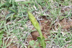 Dichromanthus michuacanus
