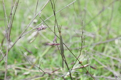 Brachynemurus versutus