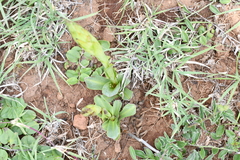 Dichromanthus michuacanus