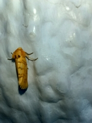 Chrysoecia dela