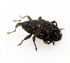 Catapastus conspersus