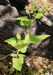 Ageratina herbacea