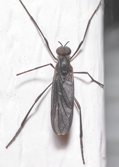 Penthetria heteroptera