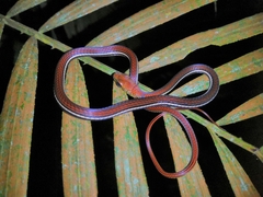 Dendrelaphis caudolineatus