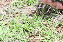 Brachynemurus versutus