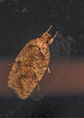 Agonopterix robiniella