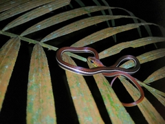 Dendrelaphis caudolineatus
