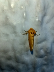Chrysoecia dela