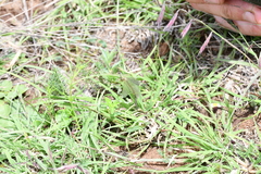 Brachynemurus versutus