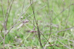 Brachynemurus versutus