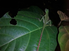 Bronchocela cristatella