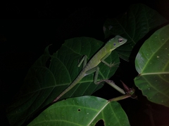 Bronchocela cristatella