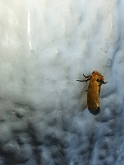 Chrysoecia dela
