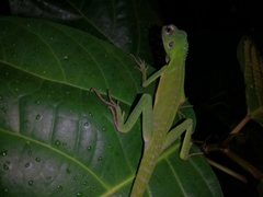 Bronchocela cristatella