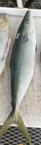 Rainbow runner (Elagatis bipinnulata) — Carangidae — 5