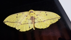 Lonomia