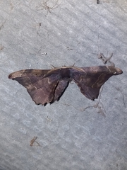 Phiditia