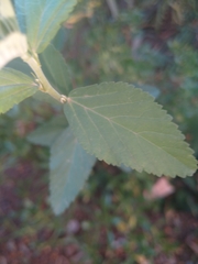 Sida cordifolia