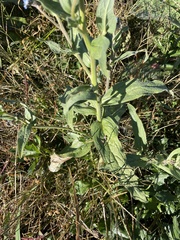 Cynoglossum amabile