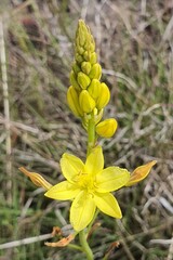 Bulbine glauca
