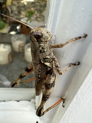 Melanoplus ponderosus