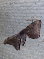 Phiditia