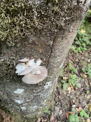Pleurotus