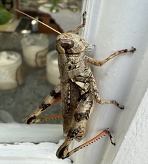 Melanoplus ponderosus