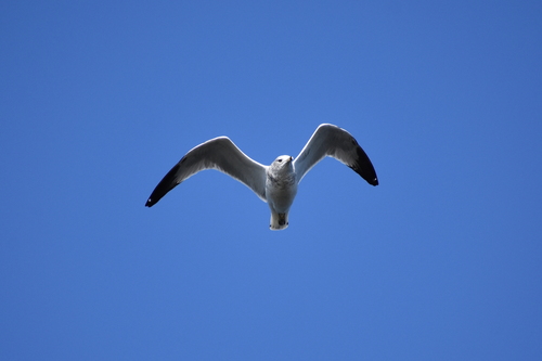 Ring-billed Gull photographed in Indiana
