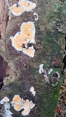 Trichoderma sulphureum