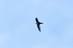 Streptoprocne phelpsi