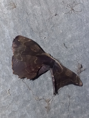 Phiditia