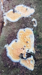 Trichoderma sulphureum