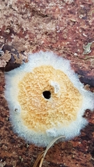 Trichoderma sulphureum